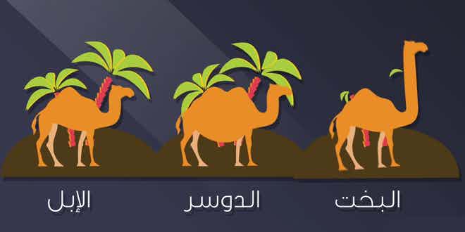 Top 5 Unusual Facts About Language (Spoken In Saudi Arabic)